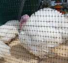 Pierwsze dni indyka w Koźminku