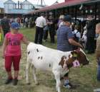 Młody Hodowca - Szepietowo 2012 - 4