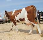 Nagordy dla superchampionów i championów  - 73