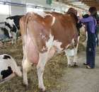 VII Ogólnopolska Wystawa Bydła Hodowlanego - 164