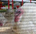 Pierwsze dni indyka w Koźminku