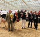 VII Ogólnopolska Wystawa Bydła Hodowlanego - 21