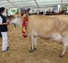 Prezentacja Championów na VII Ogólnopolskiej Wystawie Bydła Hodowlanego w Sielinku 2012 - 17