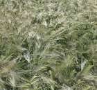 Polskie Zboża 2011 - Sobota