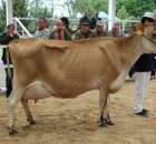 VII Ogólnopolska Wystawa Bydła Hodowlanego - 123