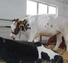 VII Ogólnopolska Wystawa Bydła Hodowlanego - 154