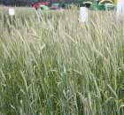 Pokazy Maszyn Polskie Zboża Zielone Agroshow 2012 - 10