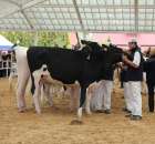 VII Ogólnopolska Wystawa Bydła Hodowlanego - 57