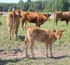 Wypas bydła zdjęcie nr 2