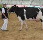 VII Ogólnopolska Wystawa Bydła Hodowlanego - 66