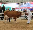 Prezentacja Championów na VII Ogólnopolskiej Wystawie Bydła Hodowlanego w Sielinku 2012 - 26