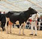 VII Ogólnopolska Wystawa Bydła Hodowlanego - 137