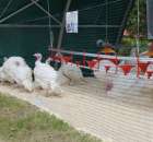 Pierwsze dni indyka w Koźminku