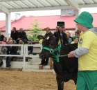 Mali hodowcy Sielinko 2012 - 15