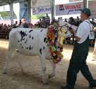 Bydło - Szepietowo 2012 XIX Regionalna Wystawa Zwierząt Hodowlanych - 111