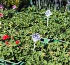 Fotoreportaż z XX Agro-Targów 2011 w Starej Łubiance