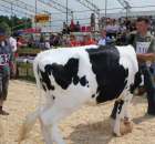 Nagordy dla superchampionów i championów  - 56