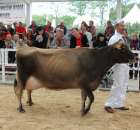 VII Ogólnopolska Wystawa Bydła Hodowlanego - 124