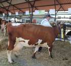 Bydło - Szepietowo 2012 XIX Regionalna Wystawa Zwierząt Hodowlanych - 39