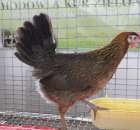 Drób - Szepietowo 2012 XIX Regionalna Wystawa Zwierząt Hodowlanych - 17