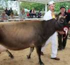 VII Ogólnopolska Wystawa Bydła Hodowlanego - 127