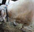 Bydło - Szepietowo 2012 XIX Regionalna Wystawa Zwierząt Hodowlanych - 26