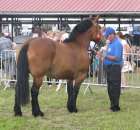 Konie - Szepietowo 2012 XIX Regionalna Wystawa Zwierząt Hodowlanych - 29