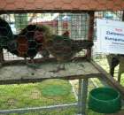 Kurki Zielononóżki Kuropatwiane