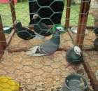 Gołębie Mnich Turgawski Siwy