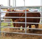 Pokazy Maszyn Polskie Zboża Zielone Agroshow 2012 - 63