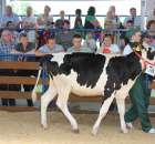 Bydło - Szepietowo 2012 XIX Regionalna Wystawa Zwierząt Hodowlanych - 107