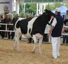 Prezentacja Championów na VII Ogólnopolskiej Wystawie Bydła Hodowlanego w Sielinku 2012 - 4