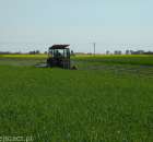 Ursus-c330 M i kosiarka rotacyjna w akcji Żyto