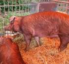 XX Targi Rolnicze Lubniewice