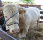 Bydło - Szepietowo 2012 XIX Regionalna Wystawa Zwierząt Hodowlanych - 37