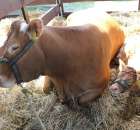 Bydło - Szepietowo 2012 XIX Regionalna Wystawa Zwierząt Hodowlanych - 27