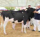 VII Ogólnopolska Wystawa Bydła Hodowlanego - 23