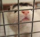 Norka krzyżak czarna