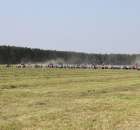 Zielone Agro Show pokaz maszyn rolniczych