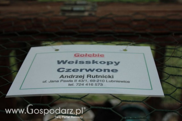 Gołębie Weisskopy Czerwone