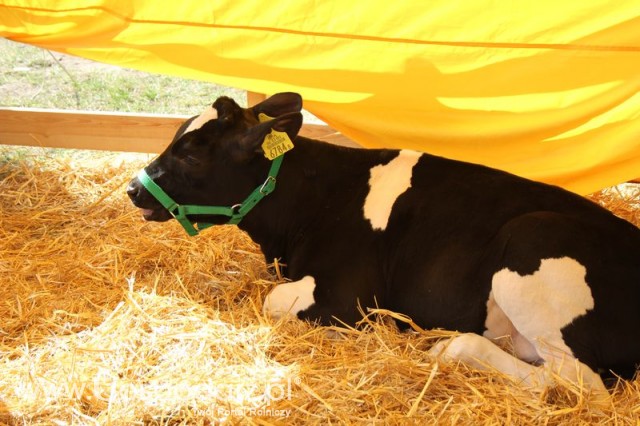 Foto reportaż z Targów Rolno-Ogrodnicze AGROMARSZ Marszew 2011