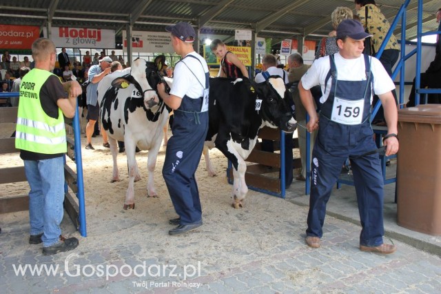 Bydło - Szepietowo 2012 XIX Regionalna Wystawa Zwierząt Hodowlanych - 70