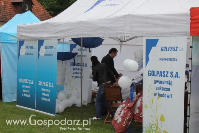 Pierwsze dni indyka w Koźminku