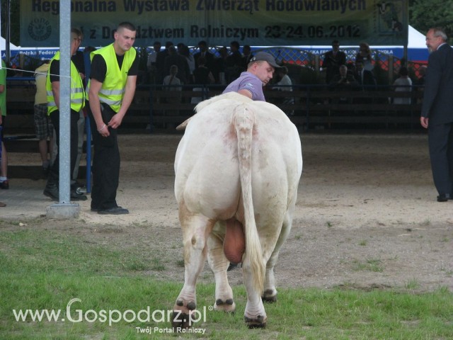 Bydło - Szepietowo 2012 XIX Regionalna Wystawa Zwierząt Hodowlanych - 57