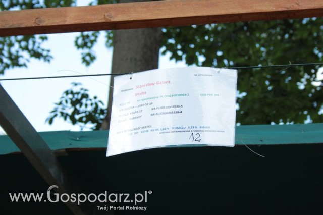 Wystawa Bydła Mlecznego