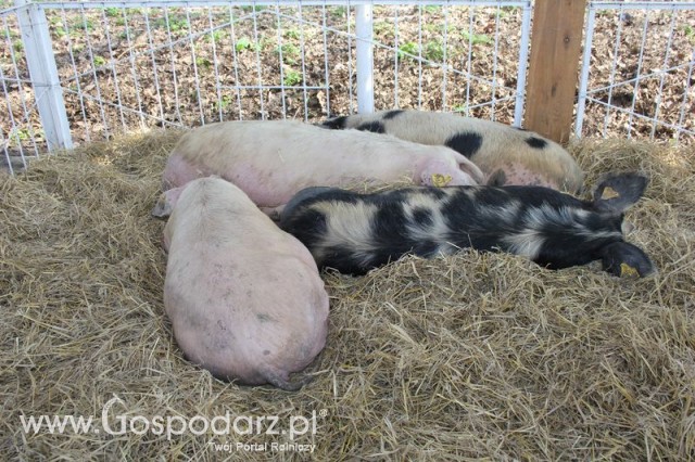 Foto reportaż z Targów Rolno-Ogrodnicze AGROMARSZ Marszew 2011