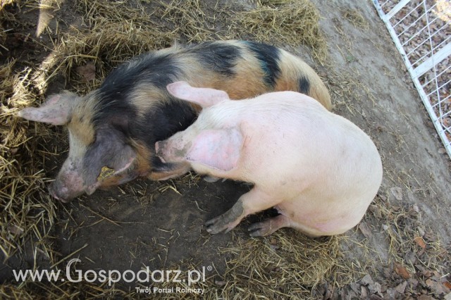 Agromarsz 2012 - 115