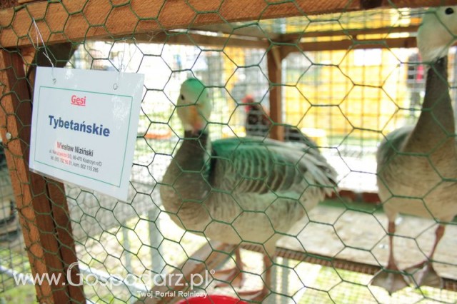 Gęsi Tybetańskie