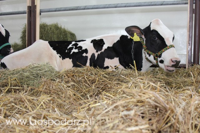 VII Ogólnopolska Wystawa Bydła Hodowlanego - 77