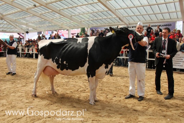 VII Ogólnopolska Wystawa Bydła Hodowlanego - 5